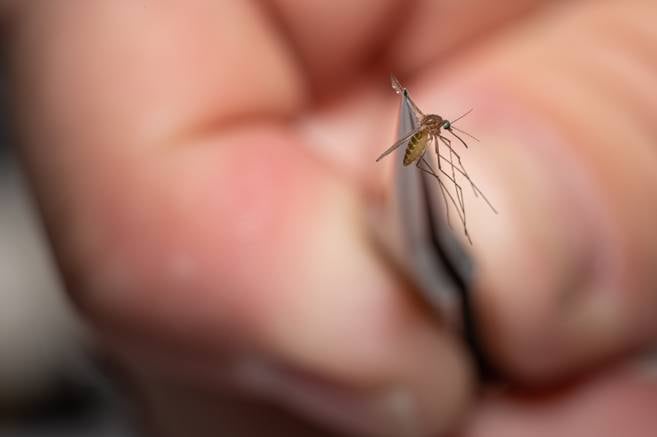 Hopkins study: Mosquitoes like body odor