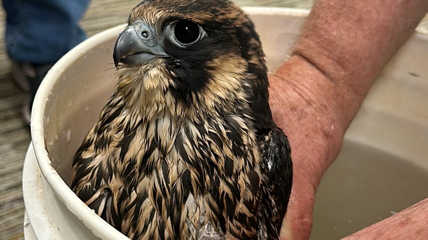 Soaking the feathers of a peregrine falcon discourages it from trying to fly away.