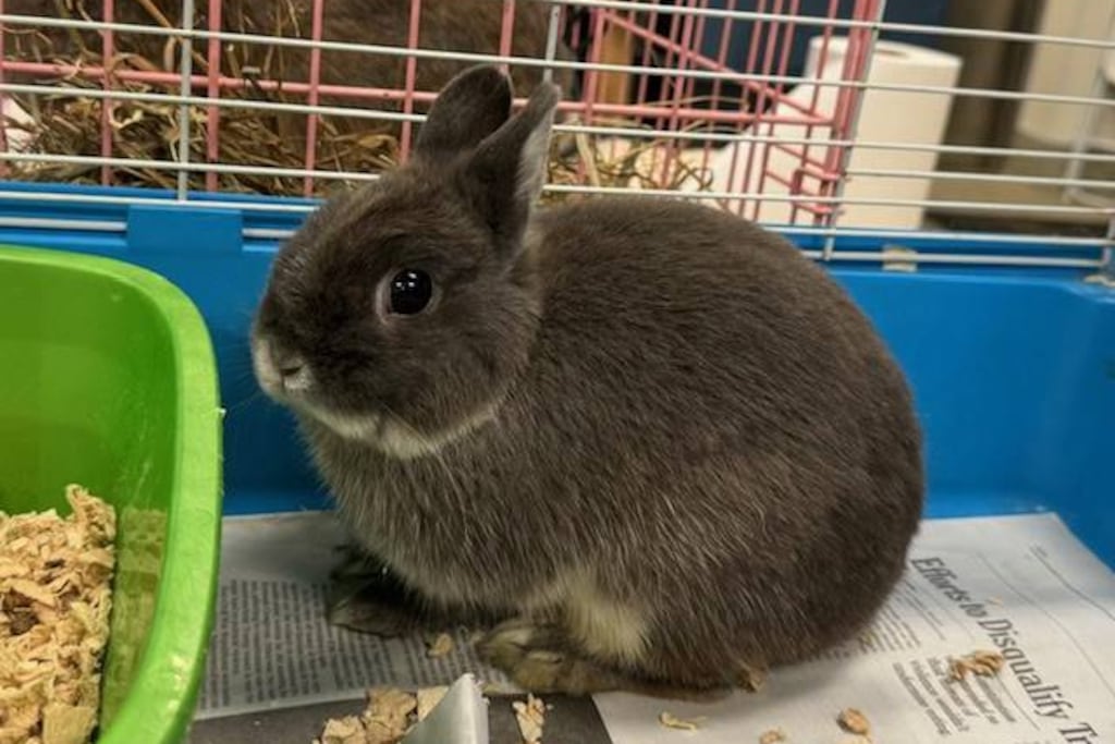 Baltimore County Animal Services is trying to find homes for 61 bunnies.