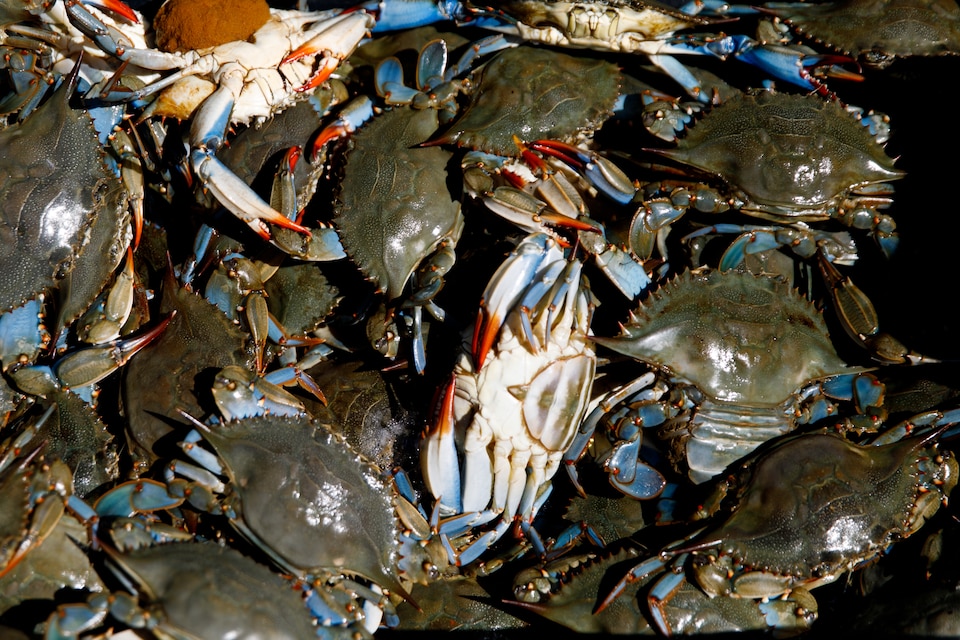 Crabs caught by JC Hudgins in the Chesapeake Bay in Mathews, Va., on Friday, June 10, 2022.